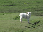 SX03595 Little wooly lamb looking around.jpg